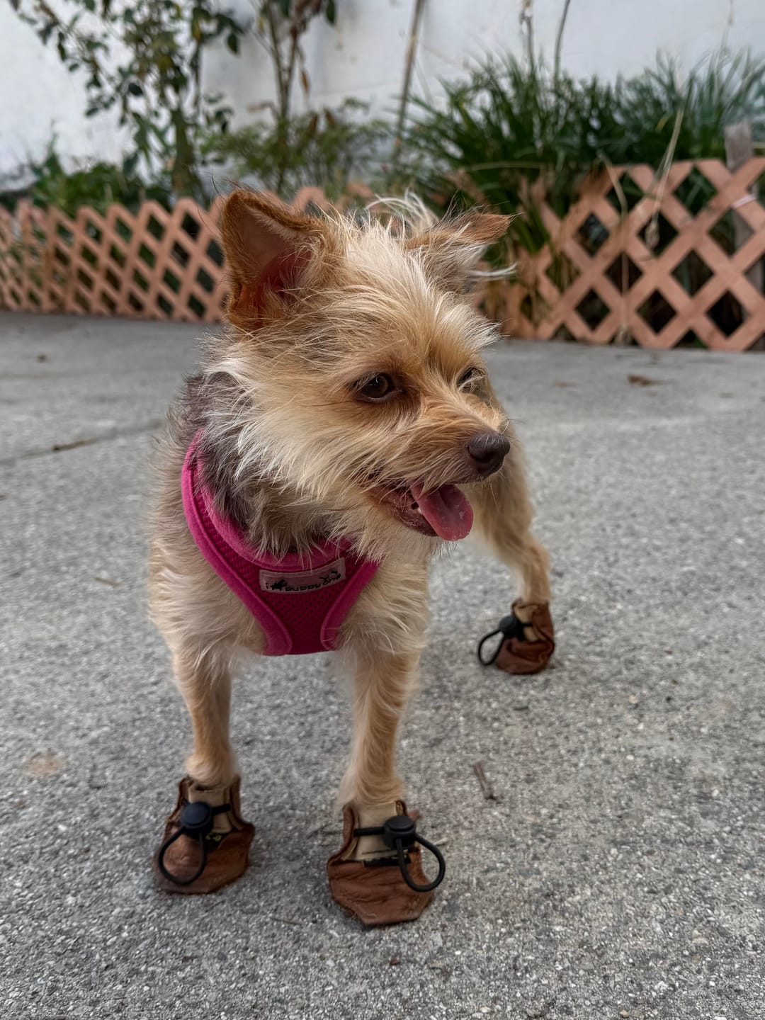 Customer photo review of The Lariat Cinch - Dog Boots