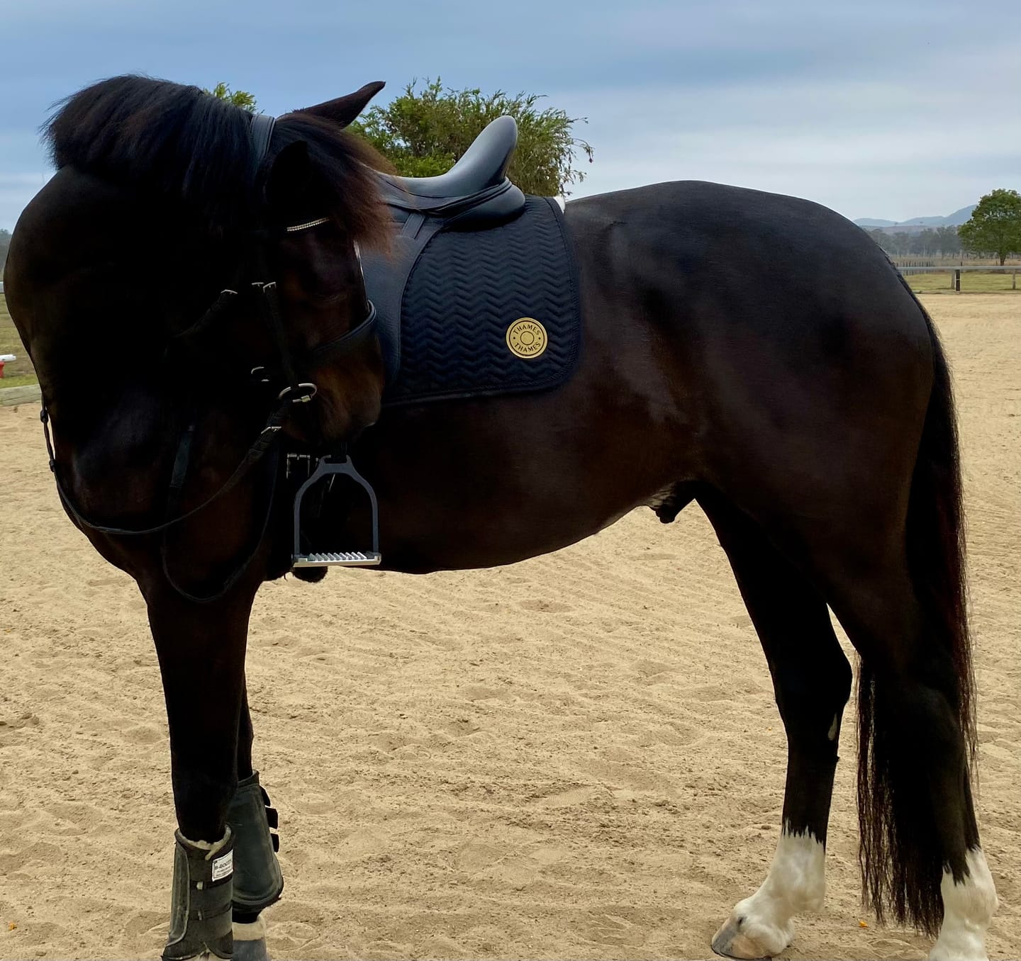 Customer photo review of Thames Rothbury Saddle Pad - Limited Edition Gold