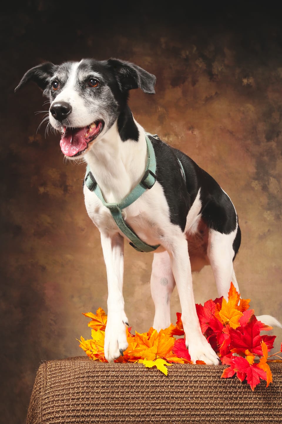 Customer photo review of Croquettes Bio Chien Adulte Moy./Grande race - Poulet & Citrouille
