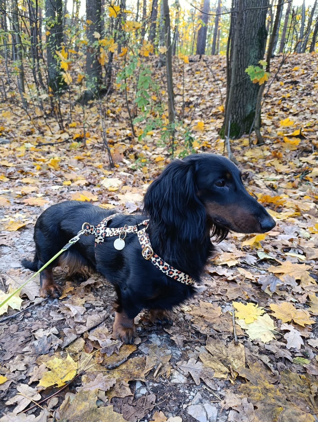 Customer photo review of Szelki guard "Leo" - złote okucia