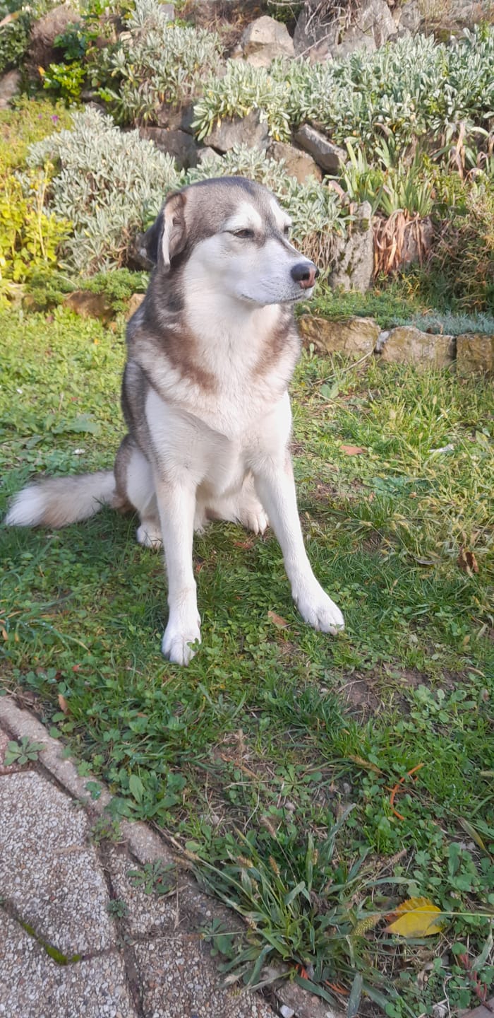 Customer photo review of Croquettes Bio Chien Adulte Moy./Grande race - Poulet & Citrouille