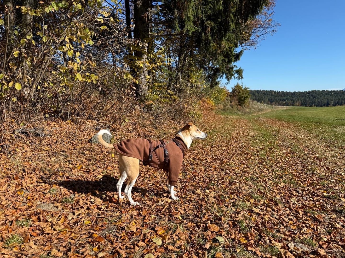 Customer photo review of Aspen "Pretzel Brown"