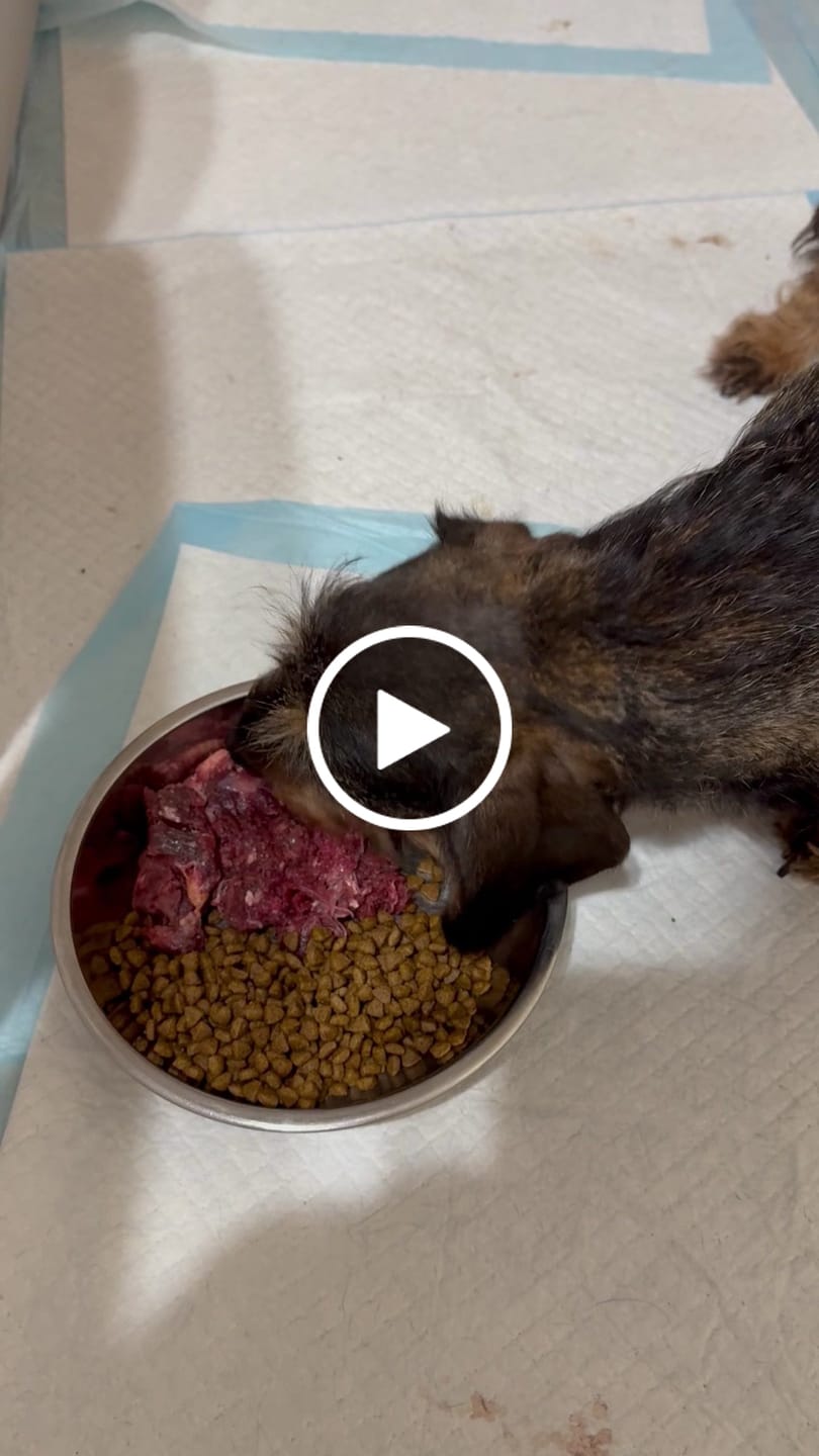 Customer video review of Duck for Dogs