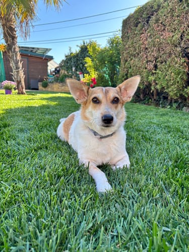 Customer photo review of Frischfutter für Energiebedarf von 376 kCal/Tag