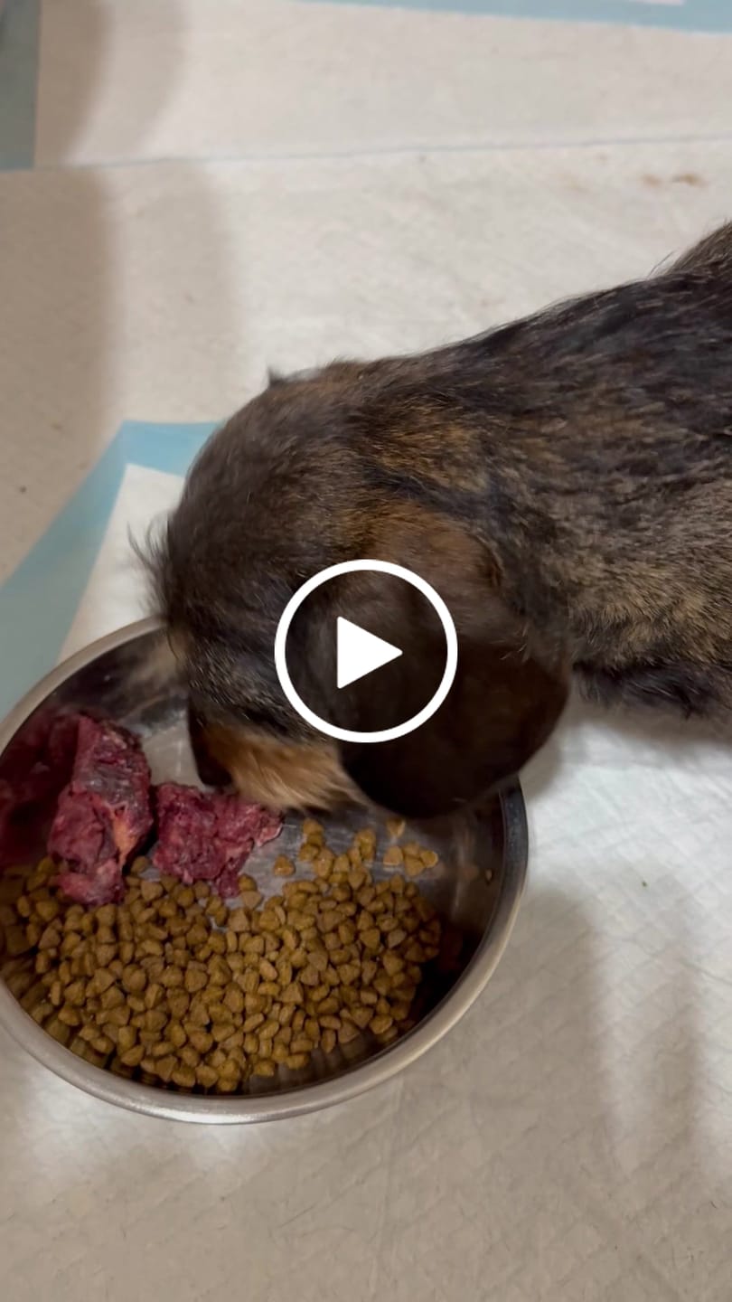 Customer video review of Turkey Classic for Dogs