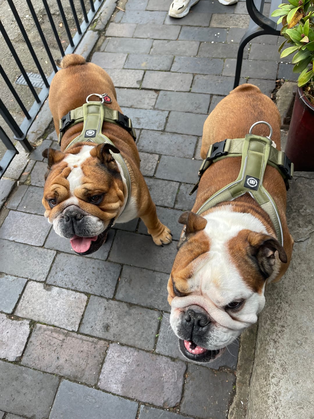 Customer photo review of Slip on Harness | Foam Padded - Khaki