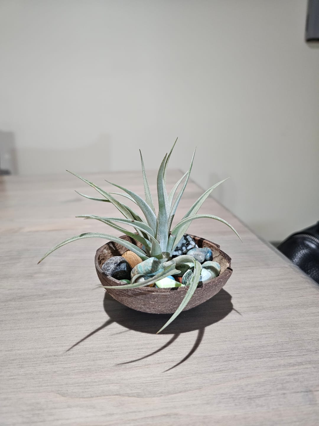 Customer photo review of Harrisii  (Easy Care Plant)  *Cannot Be Shipped Internationally*