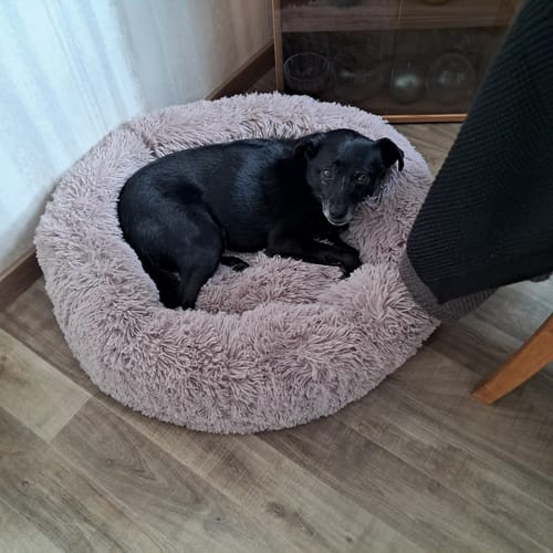 Customer photo review of Puppery Hundebett Wolke 7 - Das Original