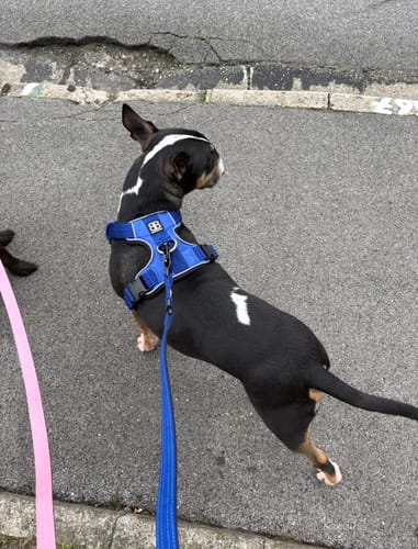 Customer photo review of 1.4m Swivel Combat Lead | Anti-Tangle & Secure Clip - Blue