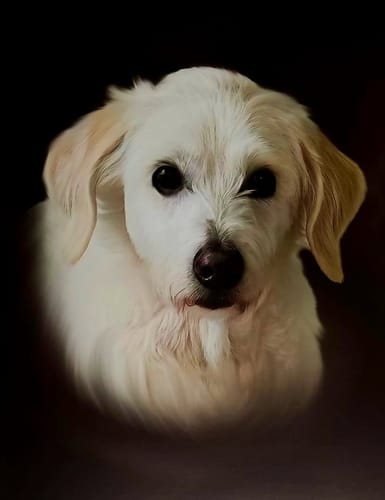 Customer photo review of Öl Pawtrait