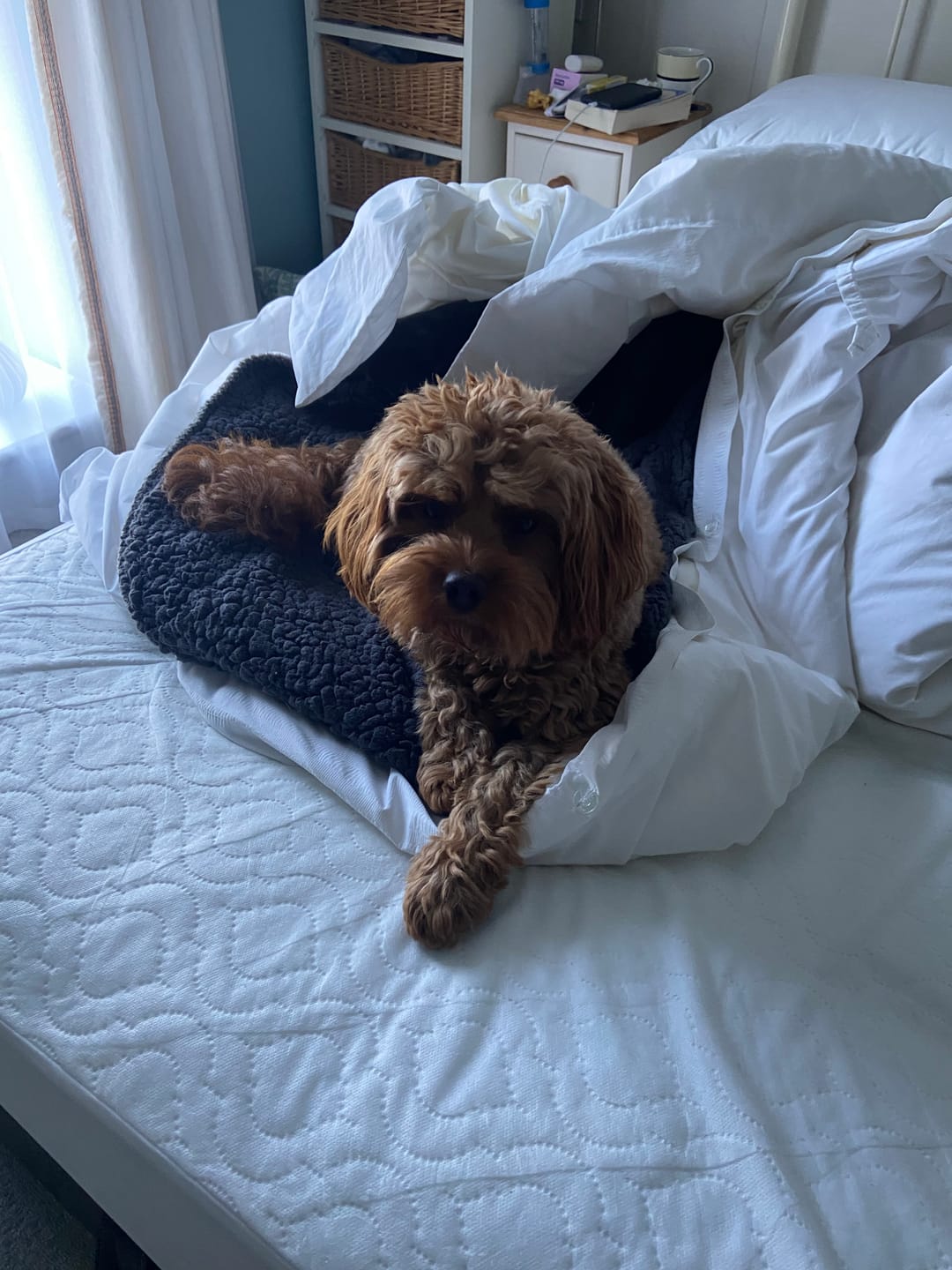 Customer photo review of Dog Spray