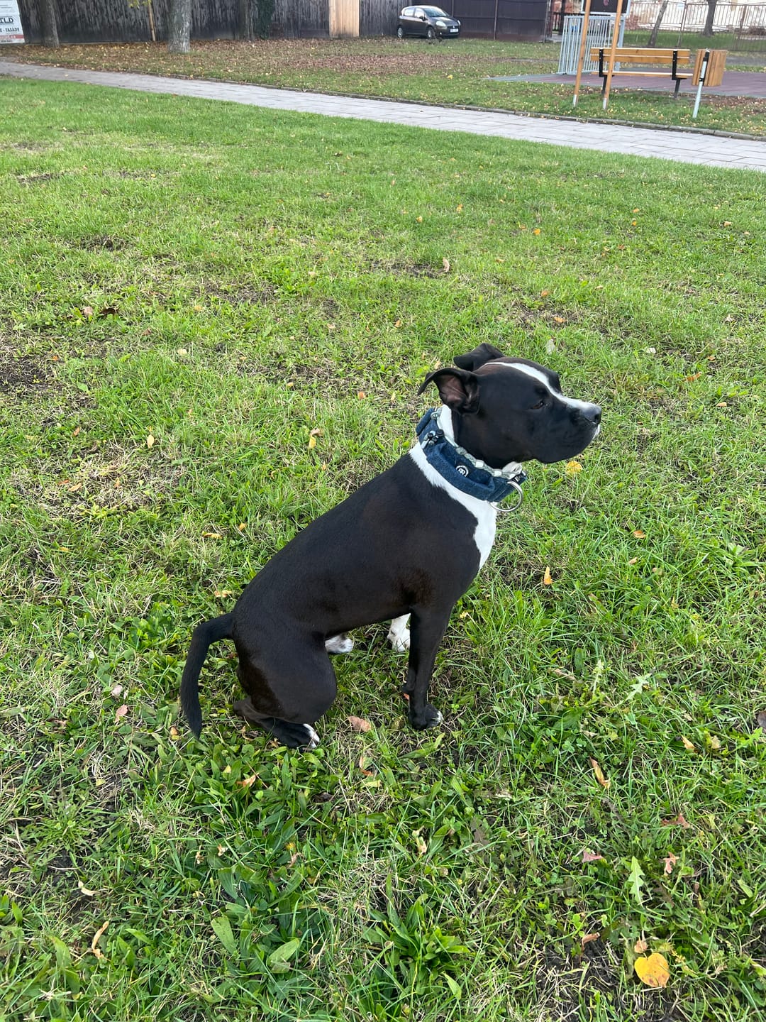 Customer photo review of 5cm Tweed Combat® Collar | With Handle & Secure Clip - Midnight Blue