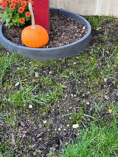 Customer photo review of GCI Turf Type Tall fescue Grass Seed