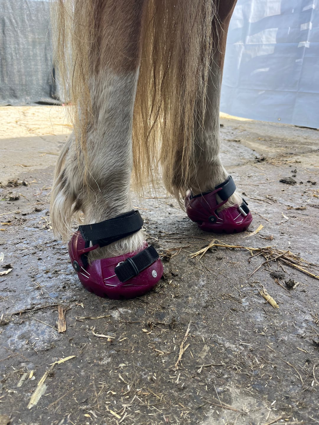 Customer photo review of Renegade® Viper Shield™ Hoof Boot - Dark Rose
