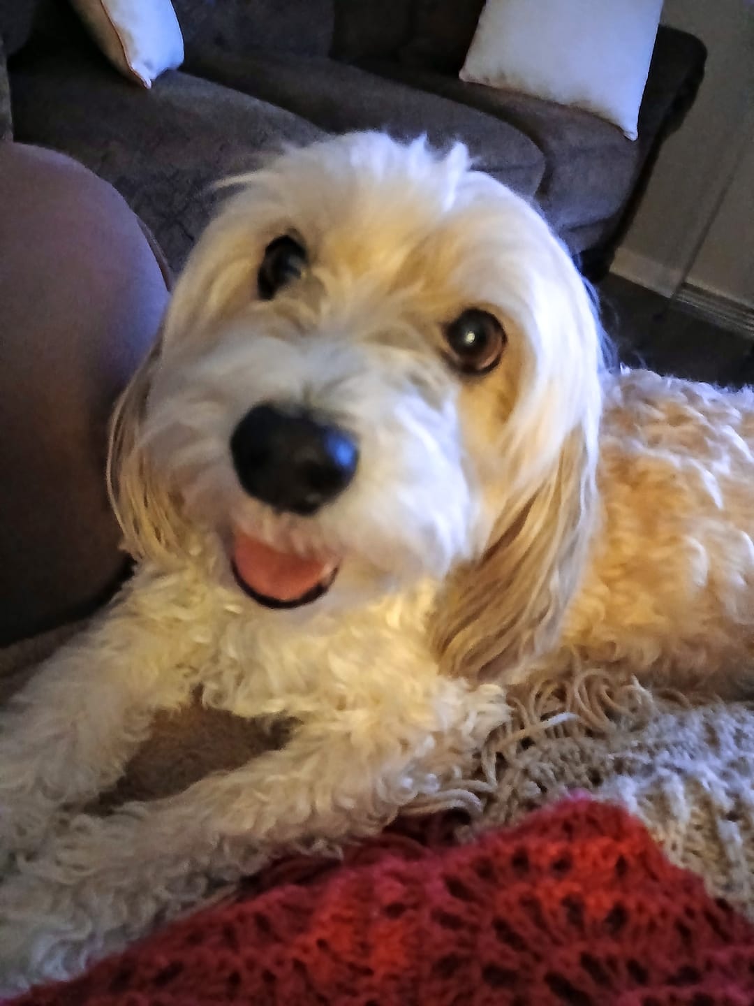 Customer photo review of iHeartDogs Allergy & Itch Relief Chews for Dogs with Salmon Oil, Quercetin, Colostrum, Antioxidants and Probiotics — 90 Count