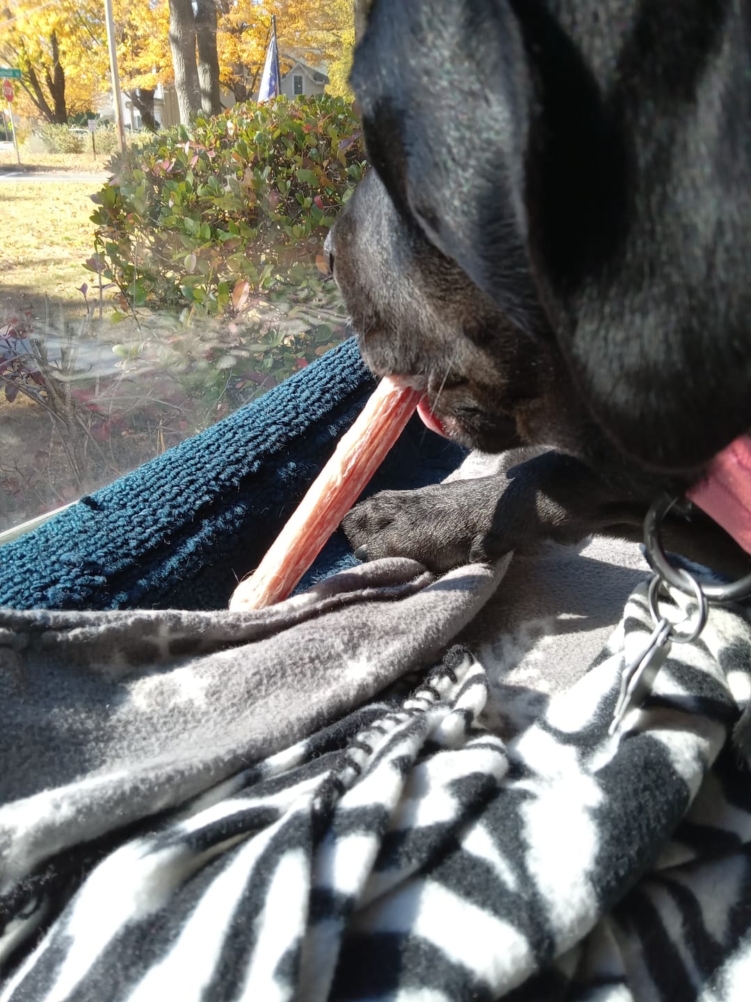 Customer photo review of 6 Inch Standard 31 Pack - Bully Sticks