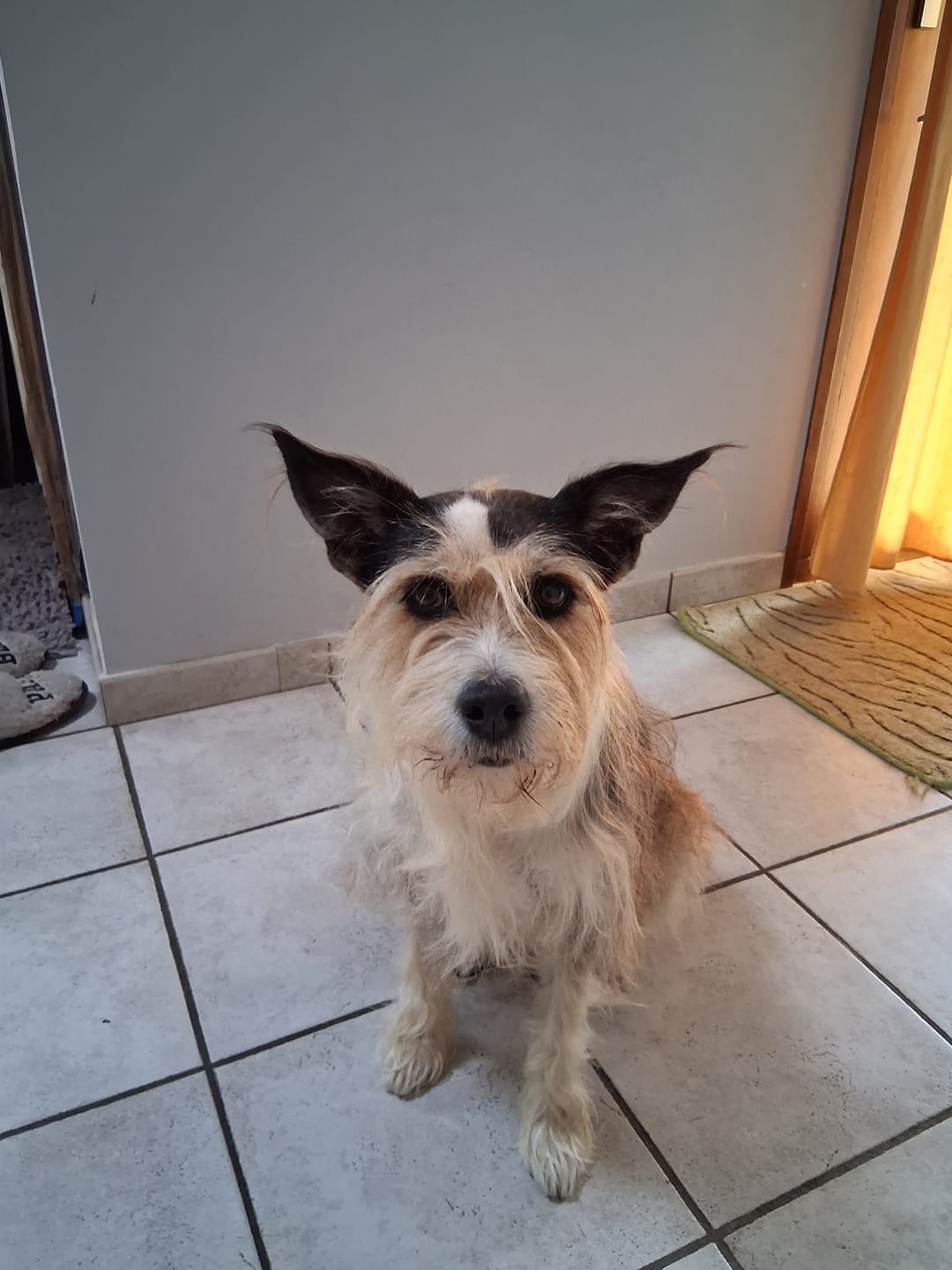 Customer photo review of Pâtées Bio Chien - Volaille & Légumes (x9)
