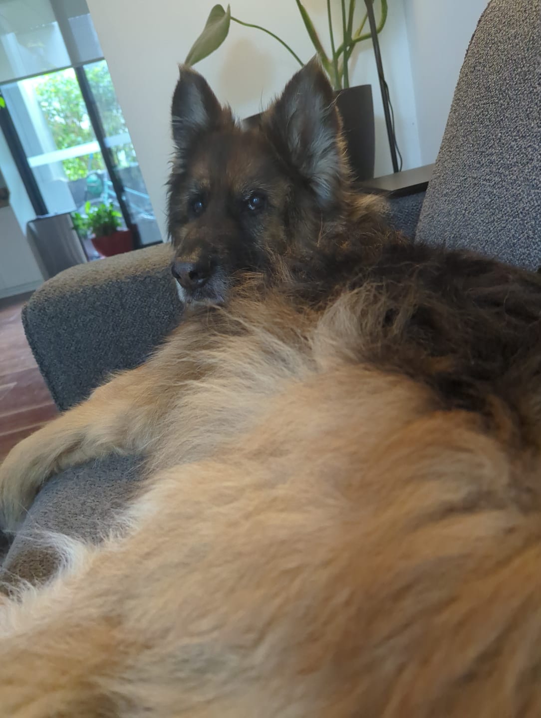 Customer photo review of Chicken Bics Premium Dry Food