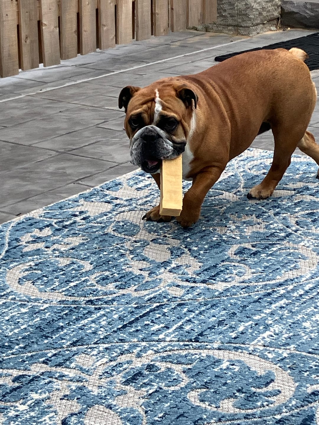 Customer photo review of Himalayan Yak Chew (LARGE)