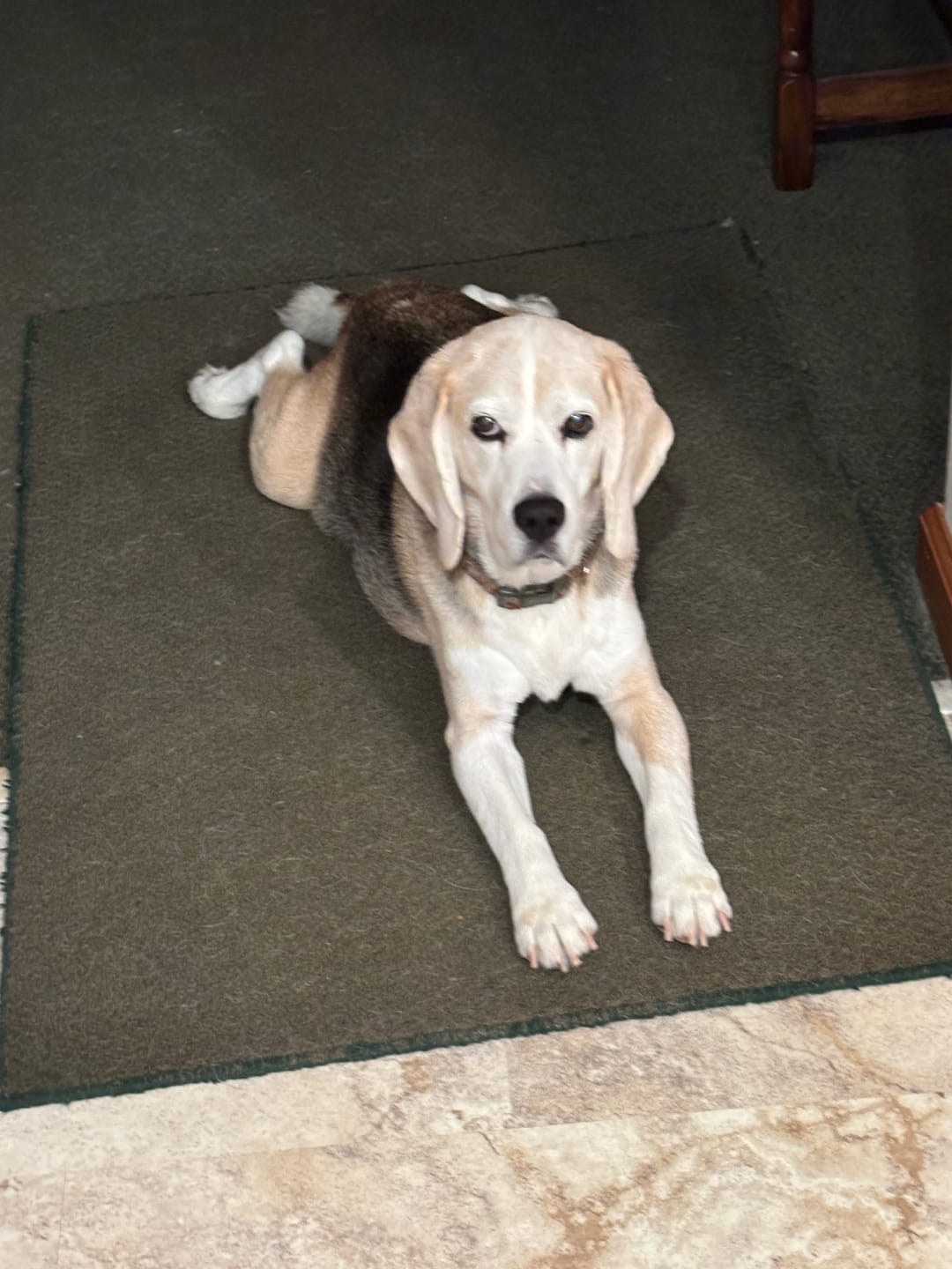 Customer photo review of Freeze-Dried Beef Liver Dog Treats | Single Ingredient | Petsmont Hearty Bites