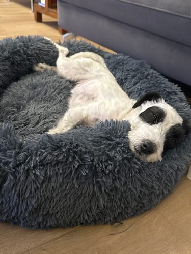 Customer photo review of Puppery Hundebett Wolke 7 - Das Original