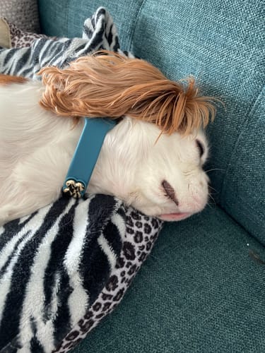 Customer photo review of Boneflex+ Collars Gold