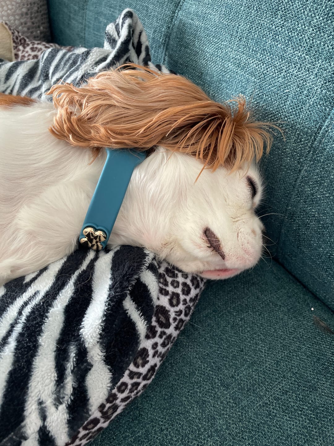 Customer photo review of Boneflex+ Collars Gold