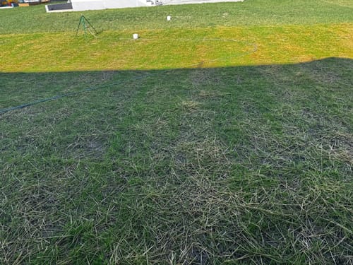 Customer photo review of GCI Turf Type Tall fescue Grass Seed