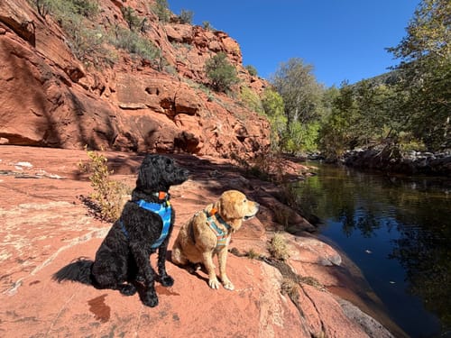 Customer photo review of Canine Cush Hip & Joint Chews