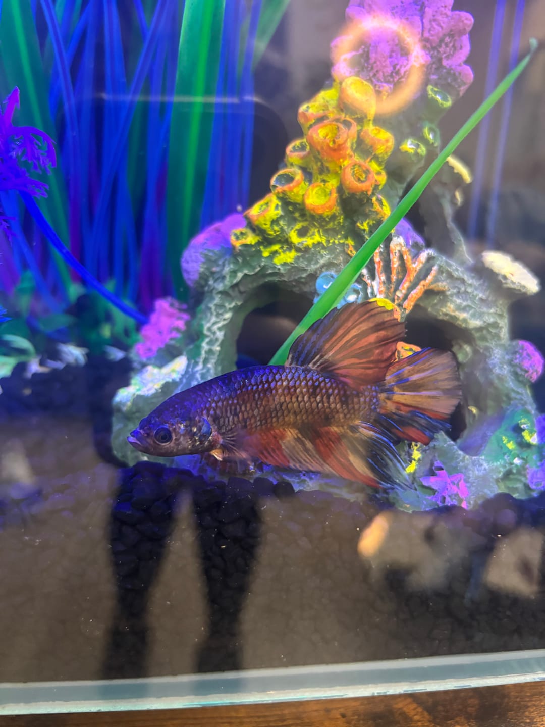 Customer photo review of Multicolor King Giant Plakat Male Betta Fish | Mystery Betta