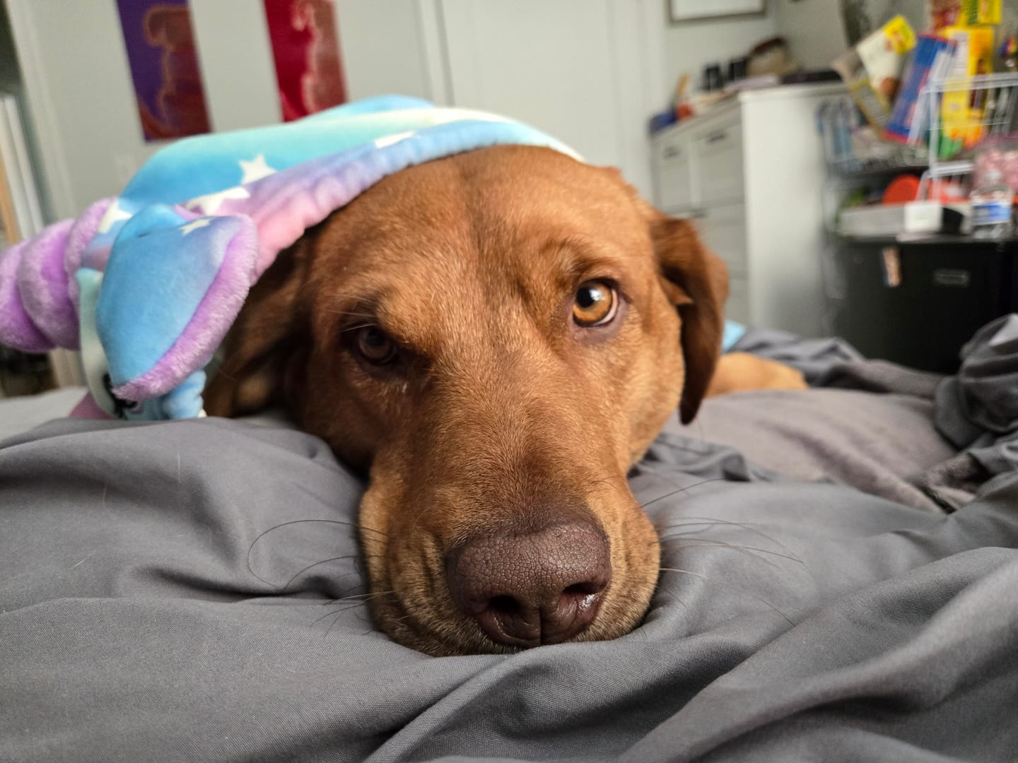 Customer photo review of Halloween Dog Hoodie - Unicorn