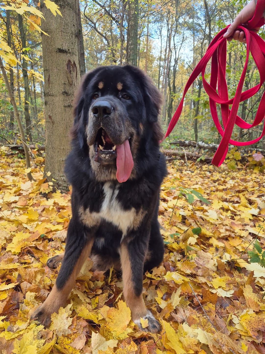 Customer photo review of Smycz z dodatkową rączką - Guard Leash Czerwona