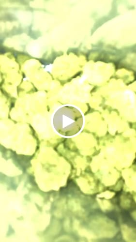 Customer video review of Mochi THCA Flower Mediums
