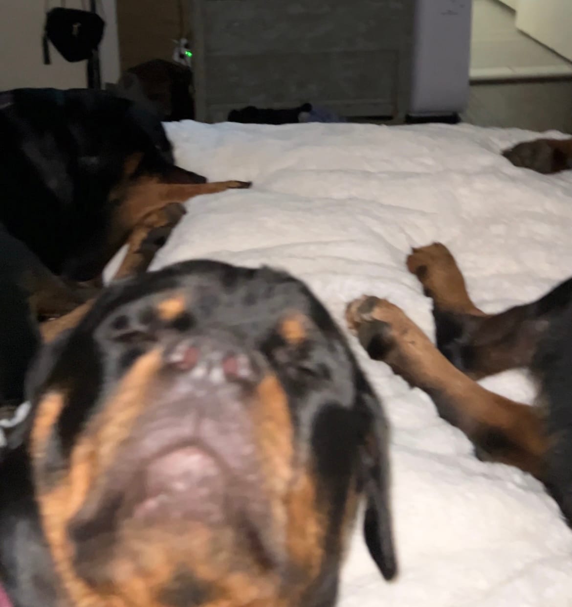 Customer photo review of CYRA Long Velvet Bedding Set