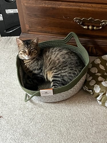 Customer photo review of Instinct Basket | Handwoven & Chemical-Free Cat Territory
