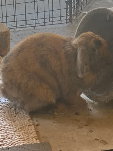 Customer photo review of Apple Duo