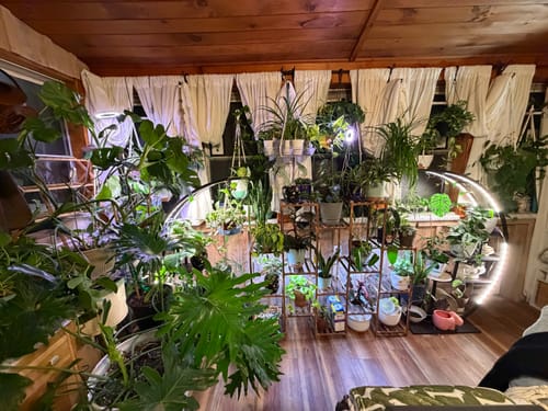 Customer photo review of Houseplant Pest Spray