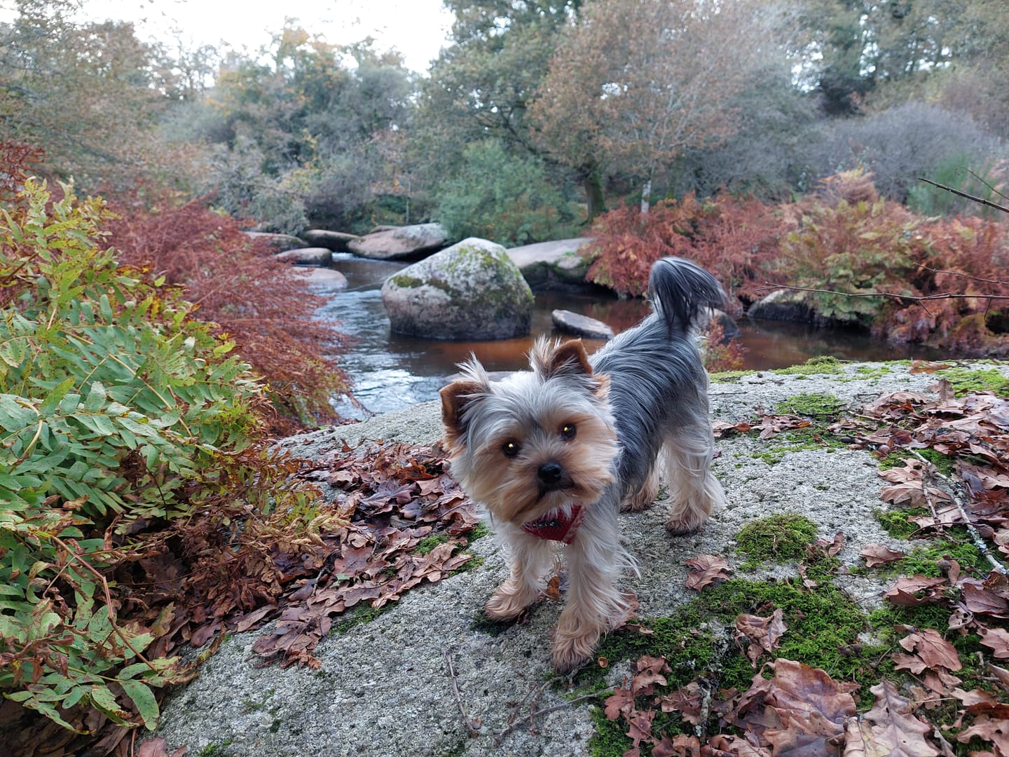 Customer photo review of Box Découverte Chien Adulte Petite Race