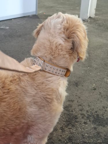 Customer photo review of Hand Made Leather Dog Collar- Classic Buckskin & Chrome (Regular Fit)