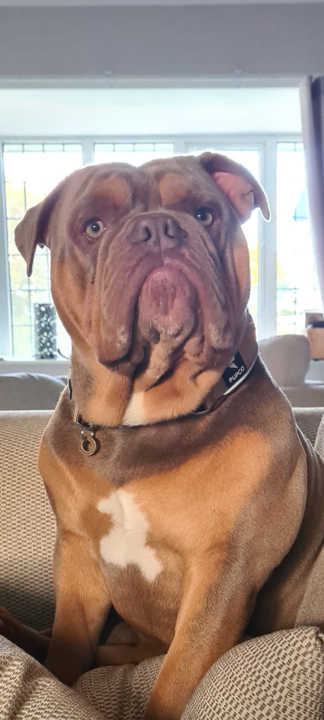 Customer photo review of Martingale collar - Tan/ Chocolate