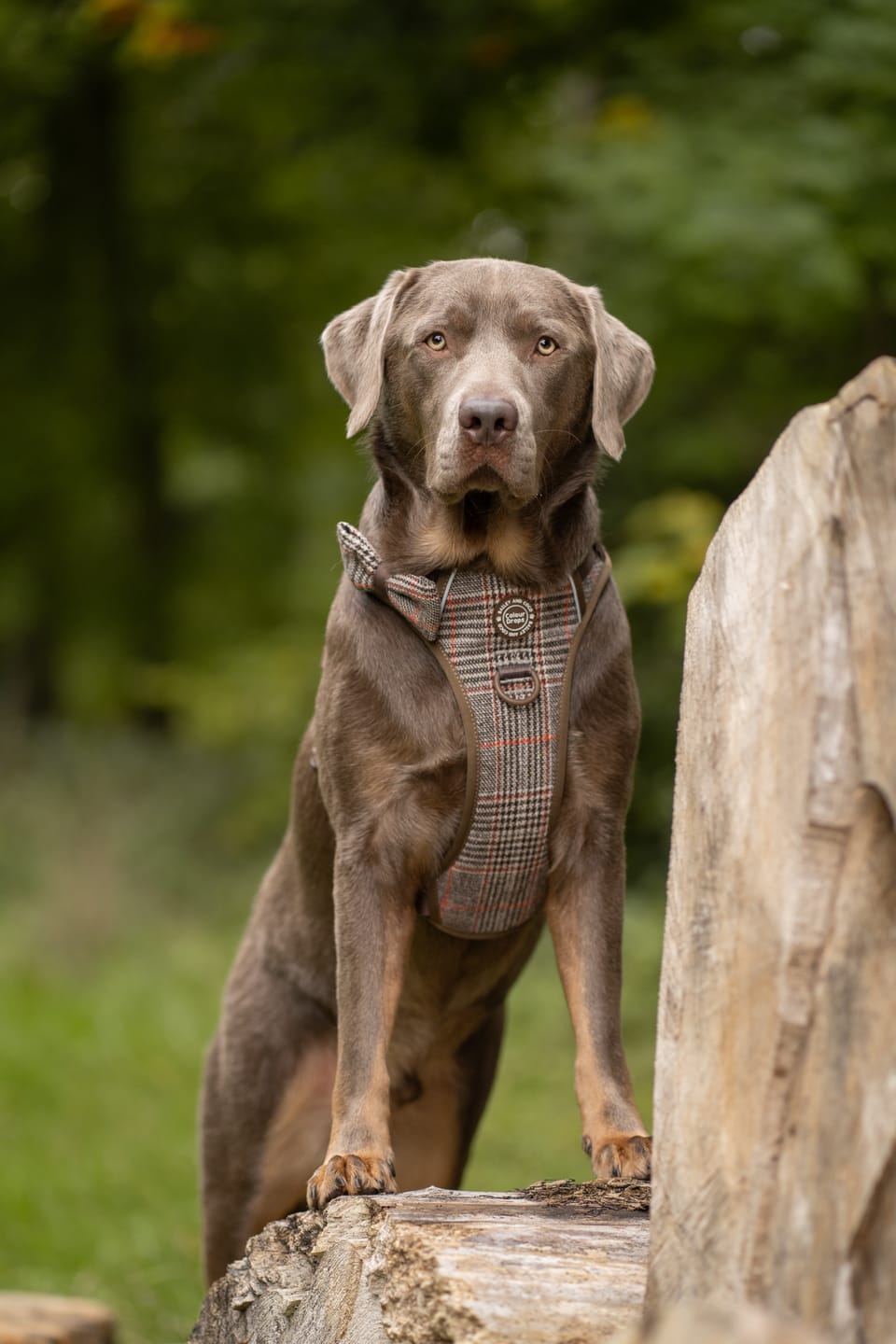 Customer photo review of Trail & Glow Tweed Dog Harness - Colour Drops - Heritage Plaid