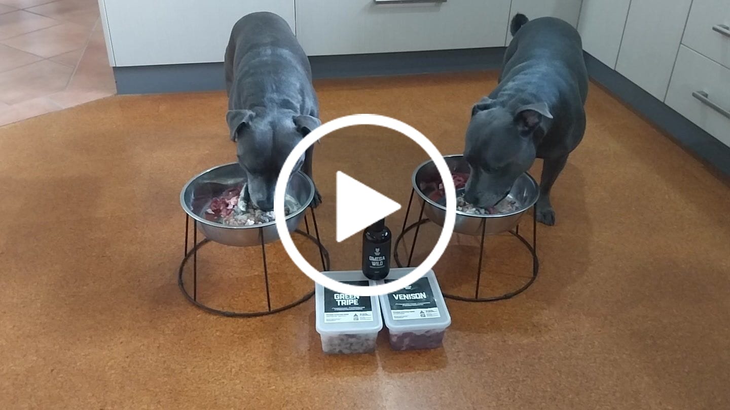Customer video review of Primal Venison - Raw Free ranged for dogs and cats