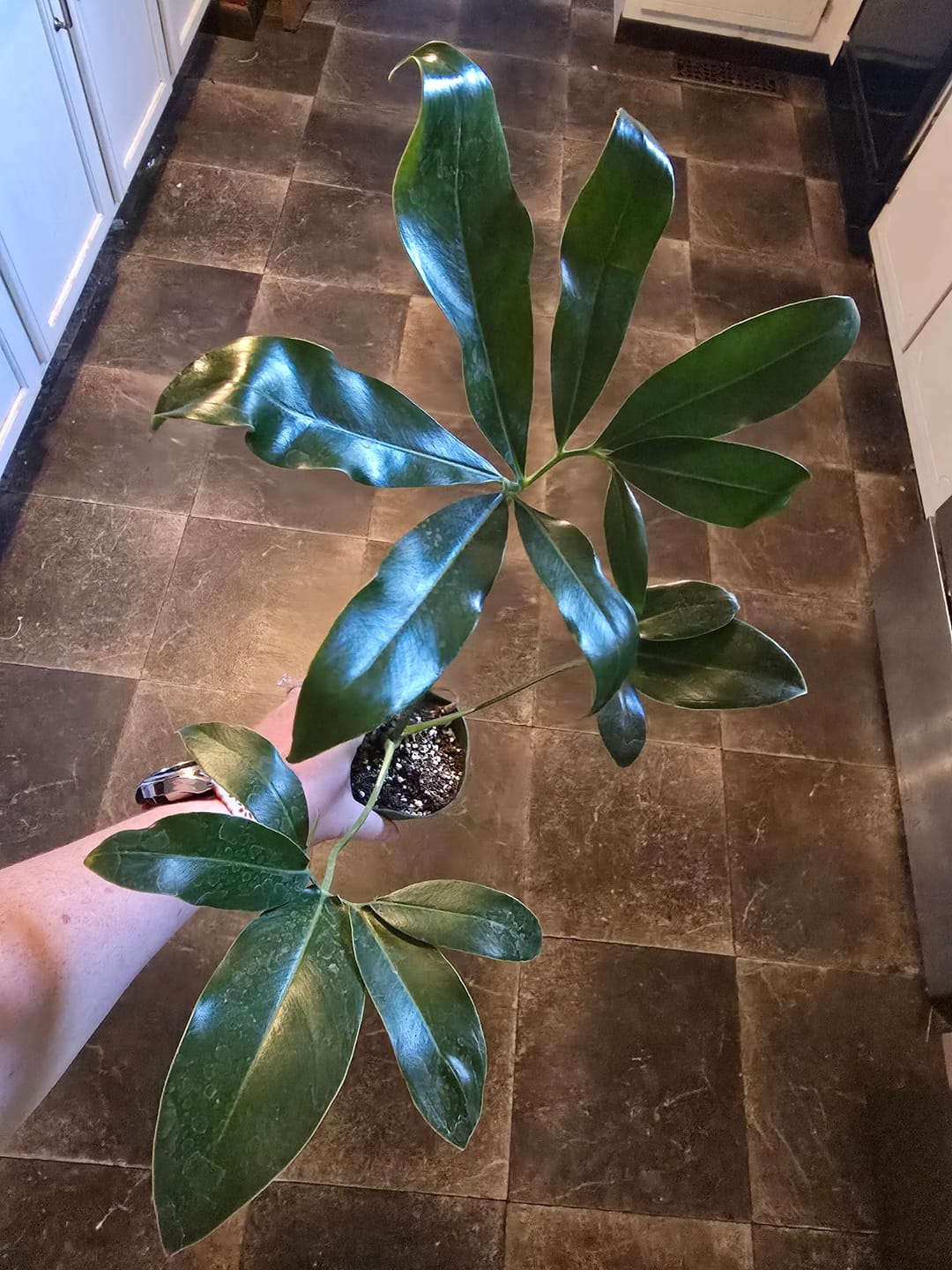 Customer photo review of Philodendron goeldii