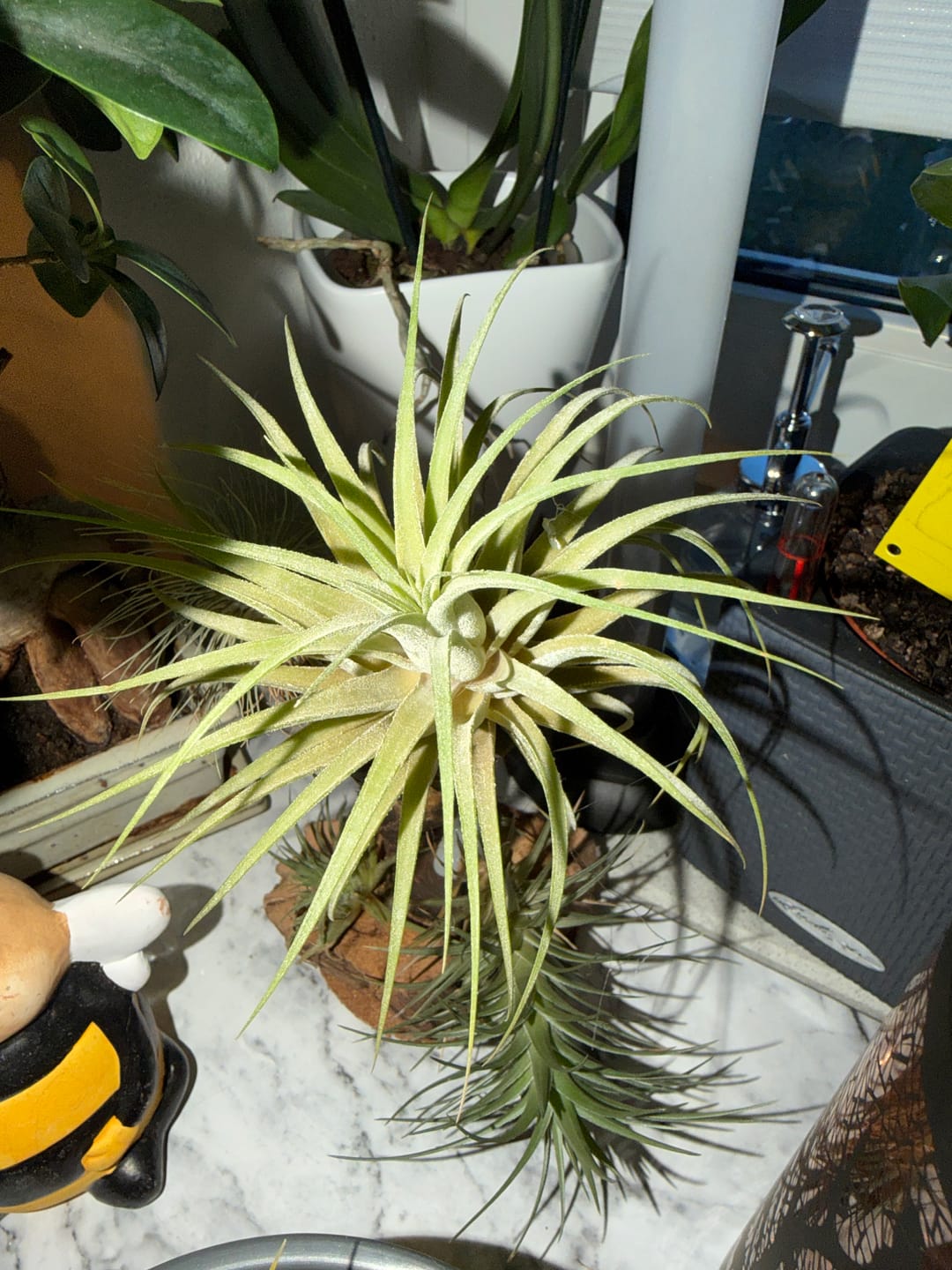 Customer photo review of Tillandsia tectorum "snow"