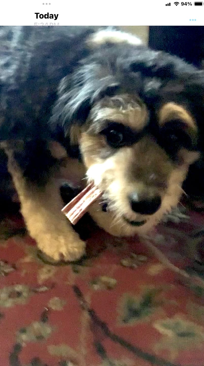 Customer photo review of Beef Jerky Treats for Dogs