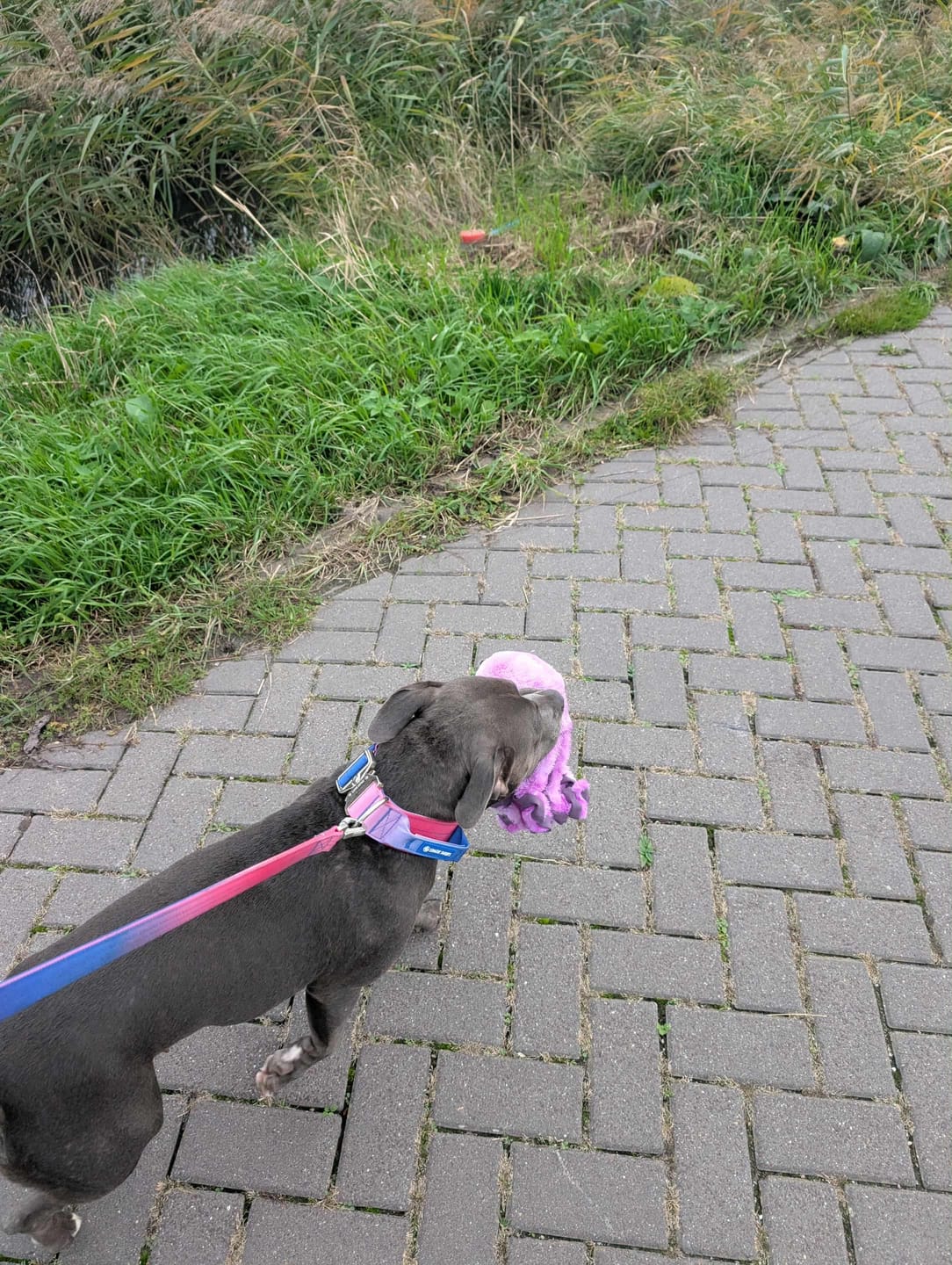 Customer photo review of Leash and Poop Bag Holder Set - Snow Cone