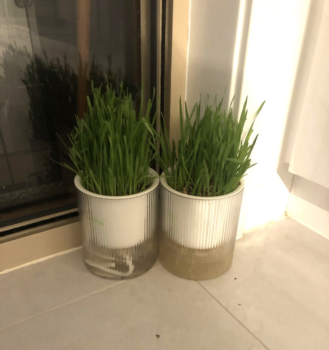 Customer photo review of MICHU All-in-One Soil-Free Cat Grass Grow Kit with Australian Seed and Mulch, Made in Australia