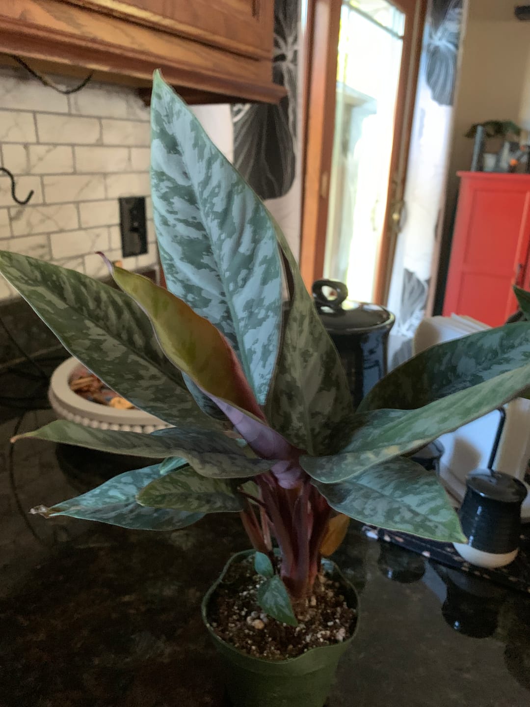 Customer photo review of Apoballis acuminatissima 'Lavallaei'