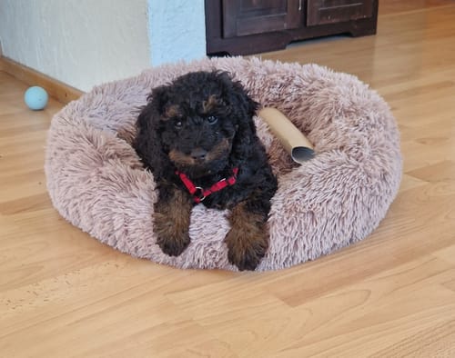 Customer photo review of Puppery Hundebett Wolke 7 - Das Original