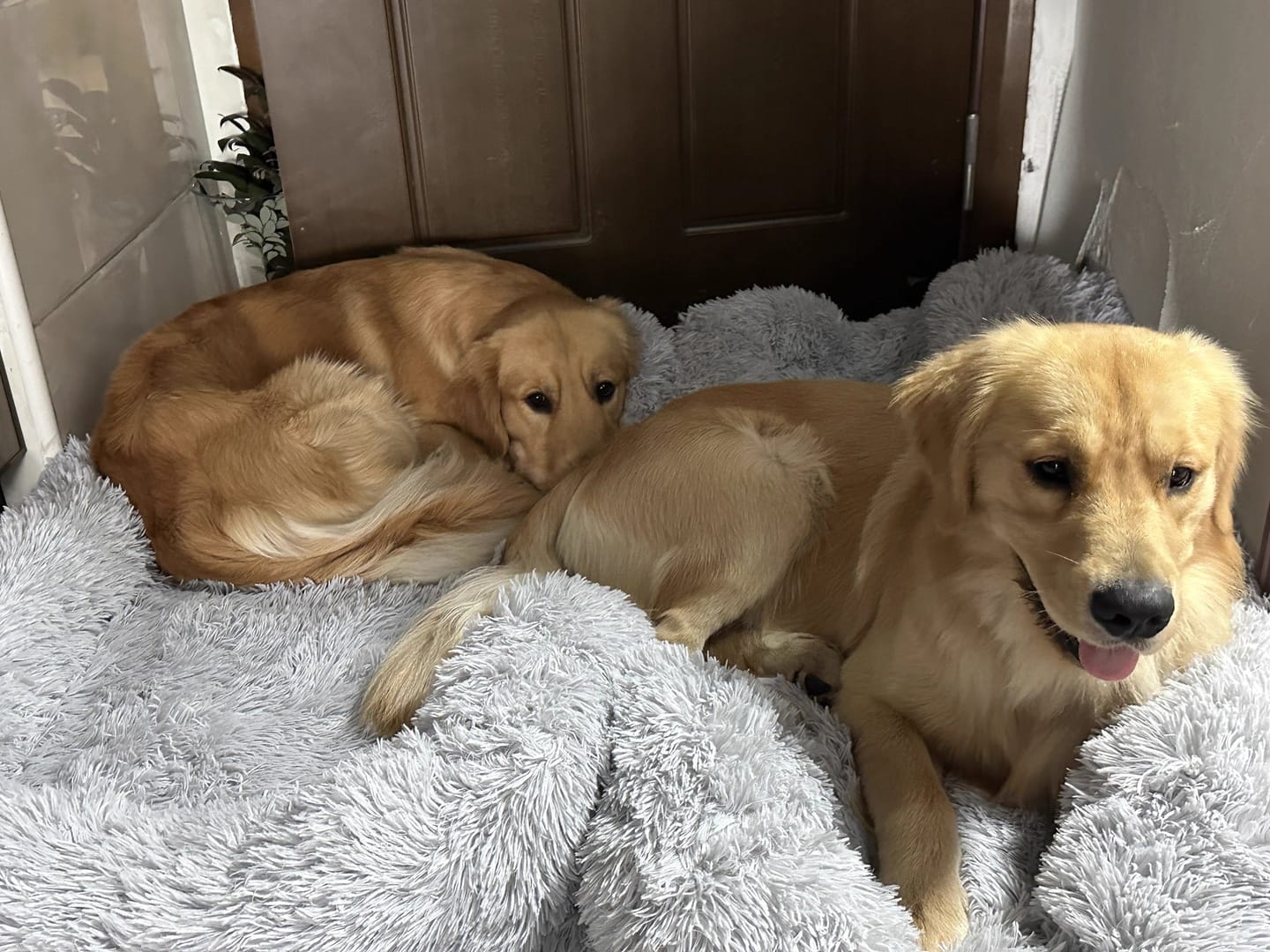 Customer photo review of Long Plush Square Surround Support Pet Bloster Bed